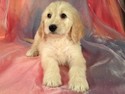 Iowa Golden Doodle Puppies for Sale- Private Breeder -Shipping 150